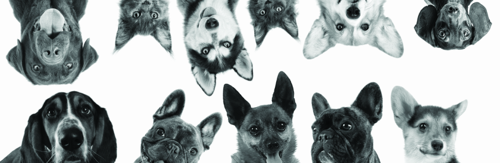 Vaccinations and my pet