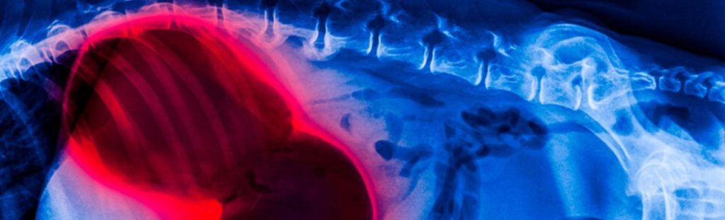 Prophylactic Gastropexy – Preventing GDV