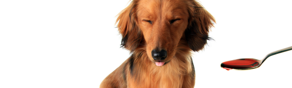 Common Poisons Encountered in Pets