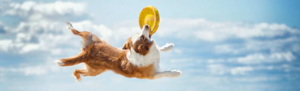 Cranial Cruciate Ligament Disease in Dogs