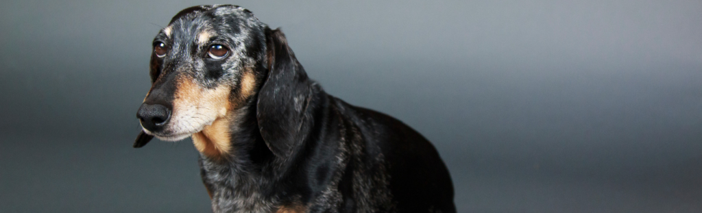 Cushing’s Disease in Dogs