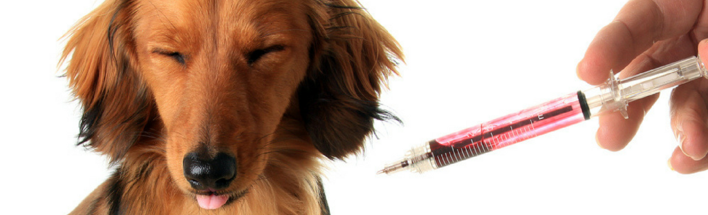 Vaccinations – Does my pet need them and how often?