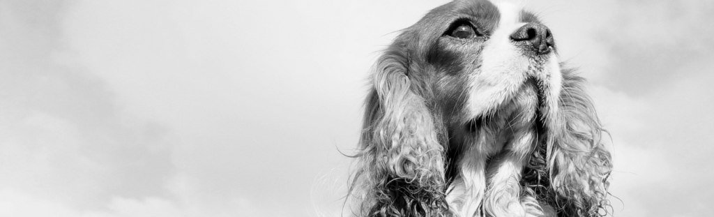 Euthanasia for your pet – when’s the right time