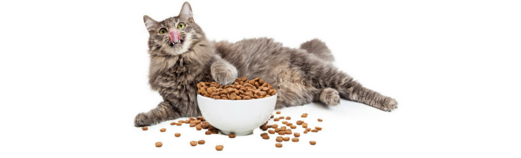 Diabetes and your pet