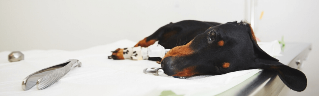 General Animal Surgery