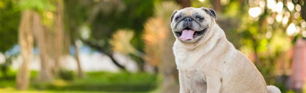 Is your pet on the pudgy side of cuddly?