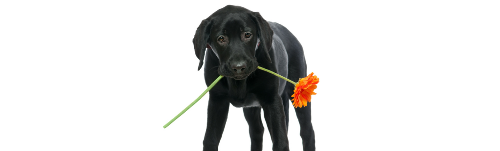 Behavioural Services