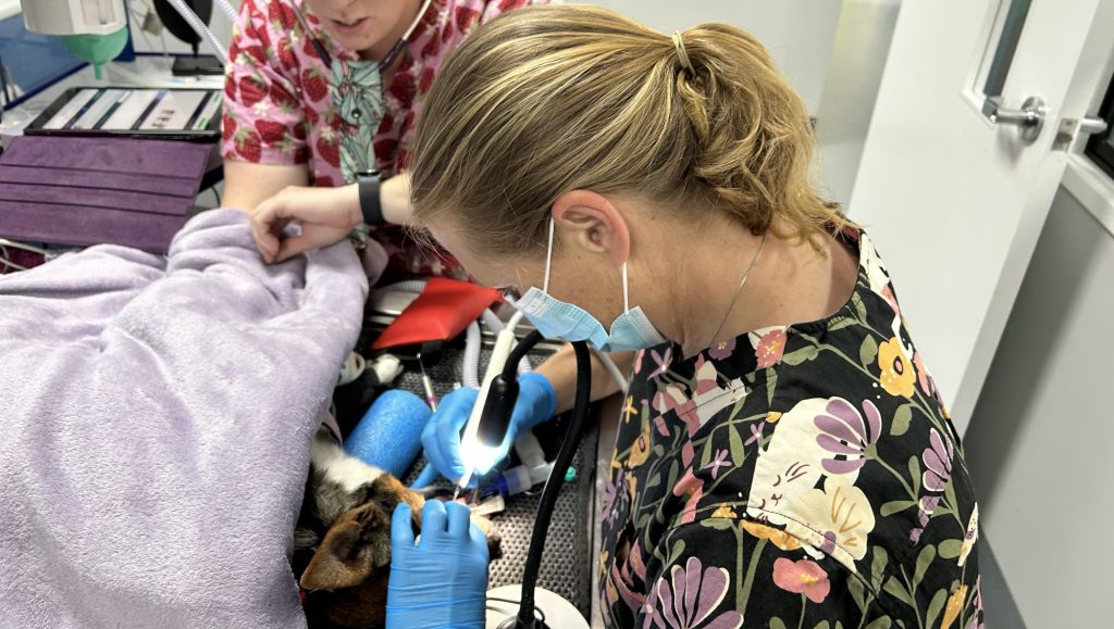Pet Dentistry