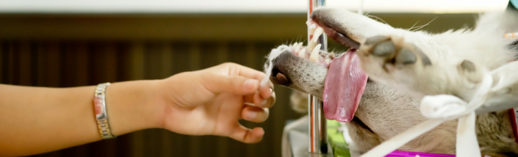 Anaesthesia and your pet