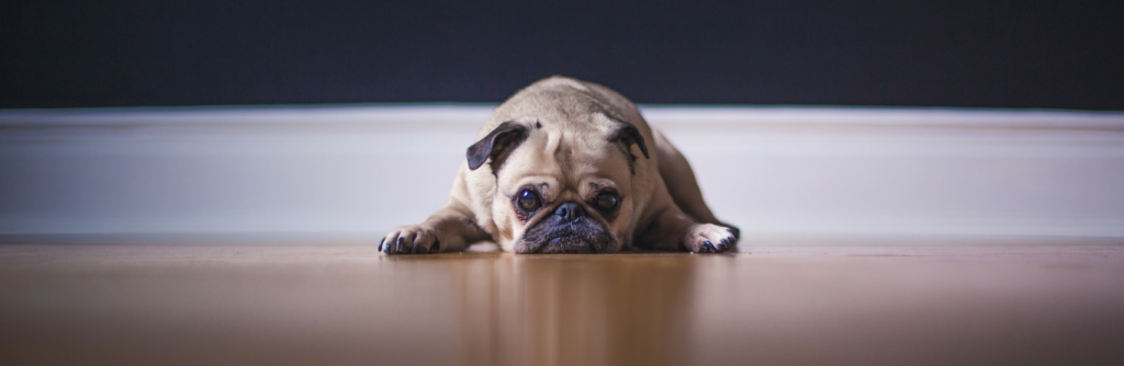 Parasite control for your pet