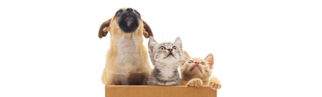 Puppy & Kitten Packs