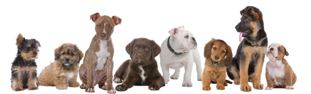 Armidale Puppy PreSchool