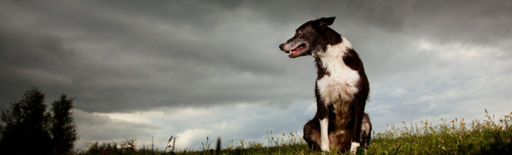 Storm Phobias and your pet
