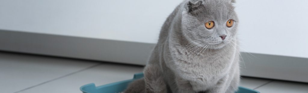 Urinary problems in Cats